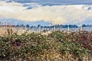 Invasive Species Regulations