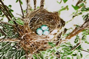 Breeding Bird Regulations