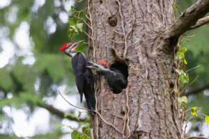 Pileated Woodpecker Nest Cavities