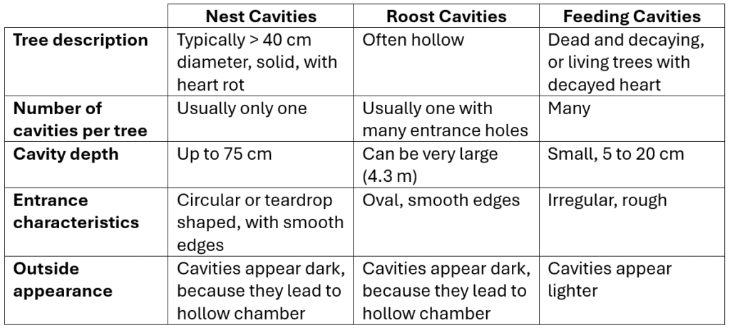 A table outlining Pileated Woodpecker cavity characteristics
