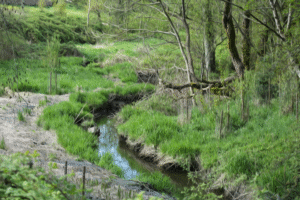 Riparian Areas Protection Regulation